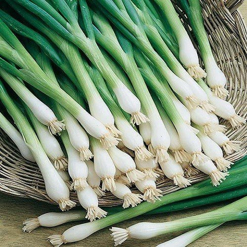 Ciboulail (ciboulette chinoise) 100 graines