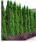 BALDUR Garten Lebensbaum-Hecke 'Smaragd', 50 Pflanzen Thuja occidentalis Smaragd, winterhart, mehrjährig, immergrün, Sichtschutz, anspruchslose Pflanze