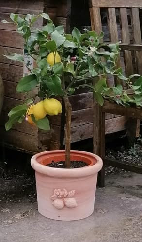 Generisch NEU !! Wunderschöner Original Italienischer hochwertiger Blumentopf ø 29 mit Zitronenzweig aus Terrakotta Terracotta Pflanztopf Übertopf Kübel Garten Deko Mediterran