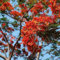 100 pcs Flammenbaum Winterhart Samen, bonzai baum pflanzendeko Delonix regia, bäume garten winterhart balkonpflanzen winterhart bio samenwinterharte balkonpflanzen baumsamen bäume