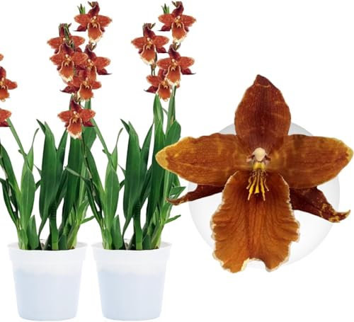 Vere orchidee Wilsonara Inferno. 2 grandi piante da appartamento provenienti dall'Olanda. Alta 30-40 cm, con fiori leggermente profumati (orchidea non artificiale, senza fertilizzante e vaso).