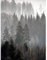 Wee Blue Coo Photo Landscape Forest Misty Pines Woods Trees Fog Art Print Poster Wall Decor Kunstdruck Poster Wand-Dekor-12X16 Zoll
