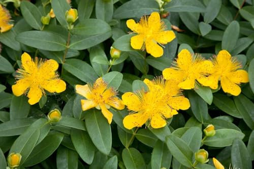 Hypericum calycinum 0,5 L Topf – Winterhart, Mehrjährig, Pflegeleicht – Großkelchiges Johanniskraut – Bodendecker für Garten & Beet