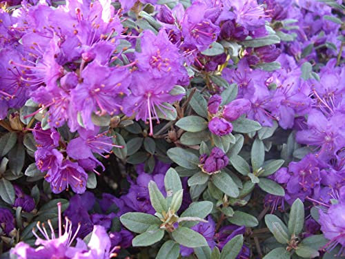 Grauer Rhododendron Blue Silver - Rhododendron hippophaeoides Blue Silver