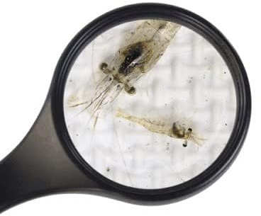 Lebendfuttter SAHAWA Fischfutter Futtergarnelen 5x180 ml Beutel schneller gekühlter Versand (Schwimmgarnelen bis 3cm 180 ml)