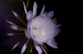 Hellgrün: 2016 50Pcs Chinese Rare Epiphyllum Oxypetalum Seeds Nacht blühendes Cereus Bonsai Blumen-Garten-Dekoration Pflanze