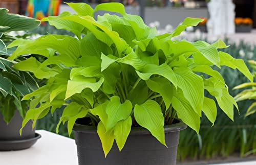 Hosta x fortunei 'Sun Power' ca. 9x9 cm Topf - Funkie, gelbgrüne Blätter, ideal für schattige Standorte, pflegeleicht, winterhart