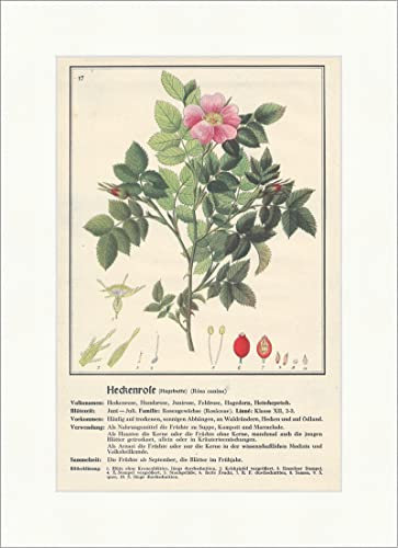 Biller Antik Rosa canina rosa canina rosa junirose piante medicinali erbe medicinali 126
