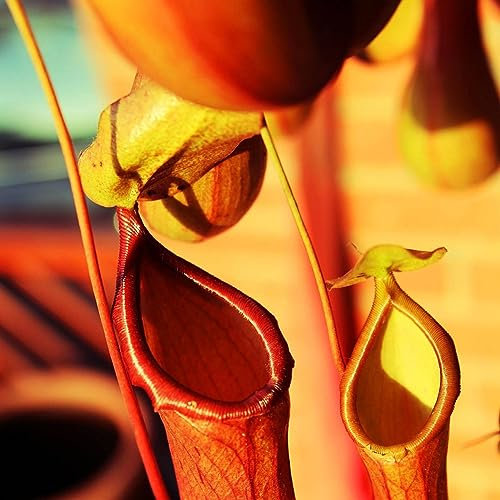 PERZOE 20 Stück Nepenthes-Samen, Garten-Balkon-Topf-Bonsai-fleischfressende Kannenpflanzen Nepenthes-Samen