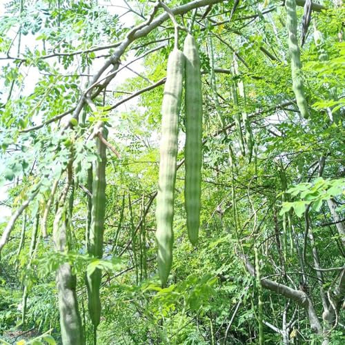 50 pcs moringa samen zum pflanzen, stauden, blumengarten moringa baum kaufen baumsamen, pflanzensamen geschenk seeds, pflanzen für garten indoor plants, balkon beet zimmerpflanzen,