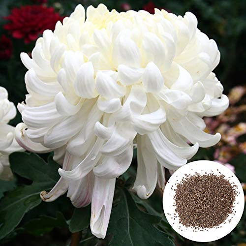 Benoon Semillas De Crisantemo, 100 Piezas/Bolsa Semillas De Crisantemo Semillas De Flores Bonitas Perennes Blancas Sin OMG Naturales Para Patio Semillas de crisantemo