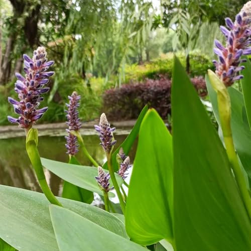 wasserpflanzen hechtkraut samen - saatgut blumenbeet balkonpflanzen bio saatgut blumendeko flower seeds winterharte kübelpflanzen gartenblumen balkonblumen balkonpflanzen winterhart 150pcs
