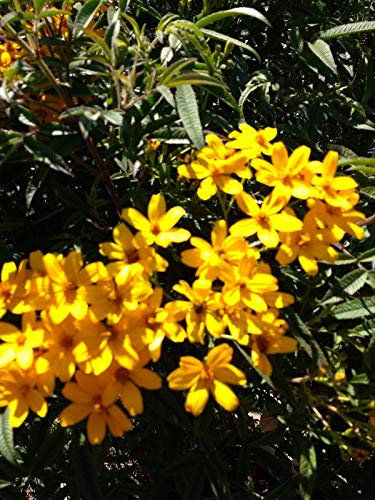 Portal Cool Tagetes lemmonii Mexicaine Marigold Bush