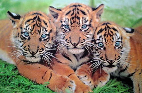 3 Tiger Babys (WWF) | UK Import Plakat, Poster [61 x 91,5 cm]
