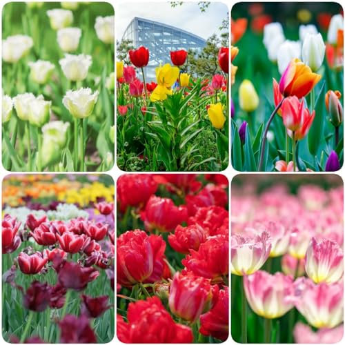 10 pcs tulpenzwiebeln balkon - blumenzwiebeln zwiebel frühblüher wildblumen tulpen zwiebeln,tulpenzwiebel, bonsai topf luftreinigende zimmerpflanzen garden frühlingsblüher zwiebeln