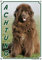 Petsigns Hundeschild - Neufundländer - 1A wetterbeständig - stabile Metallplatte, DIN A4