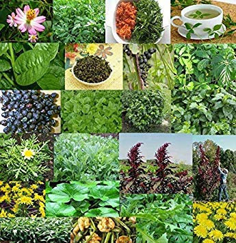 Topfsamen Santo Basilio, Tulsi Ocimum Sanct. : Food Garden Greens - Molte Varietà, Rare commestibile Yummy Facile Grow - Semi