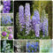 350 pcs rittersporn samen mehrjährig - Consolida ajacis - bienenweide saatgut, pflanzen garten rittersporn pflanze Delphinium gartenpflanzen, stauden winterhart gartensamen, kübelpflanzen