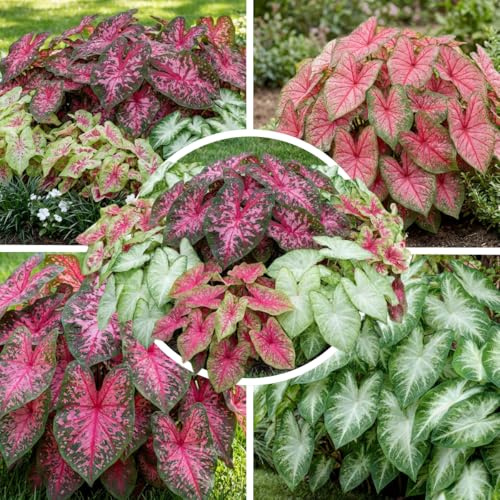 FLORIUM Caladium Exotic Kollektion (3 Pflanzen/Wurzeln), Mehrjährig mischung von 3 Sorten, große Winterharte Stauden aus Holland, Gartenpflanzen für Rabatten (kein Samen, nicht künstlich und zwiebeln)
