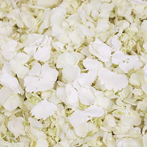 Petals and Roses Freeze Dried Hydrangea Petal Confetti | Natural & Biodegradable for Weddings, White, 2 Litres