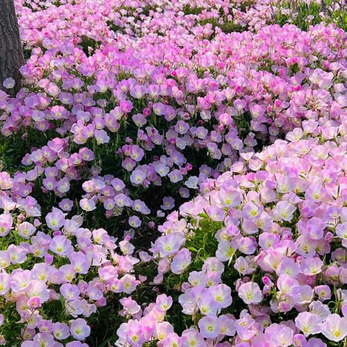 300 pcs nachtkerze pflanze samen gartenpflanzen winterhart mehrjährig blumensamen mehrjährig winterhart wildblumensamen，blumensamen balkon hochbeete für garten，bodendecker samen winterhart