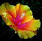 100 Samen Riesen Hibiscus Exotic Coral Blumen-Samen-Hausgarten Bonsai Pink & White Seltene Perennial Blume Topfpflanze für Spaß-lila