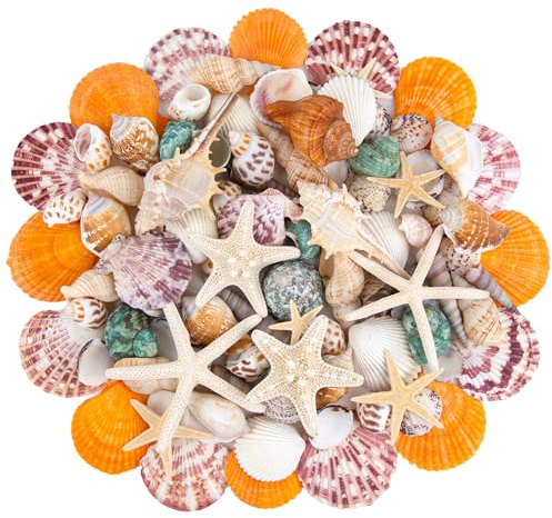 SKOOLOVE 15 Kinds Natural Seashells Mixed Beach Seashells for Crafting