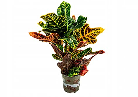 Crotón Petra Natural Árbol XL Ideal para el Interior del Hogar