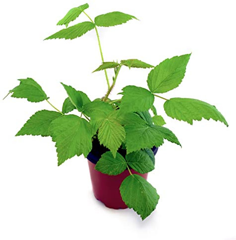 Frambuesa Roja Arbusto Frambueso Natural para Cultivar Frutas en Casa