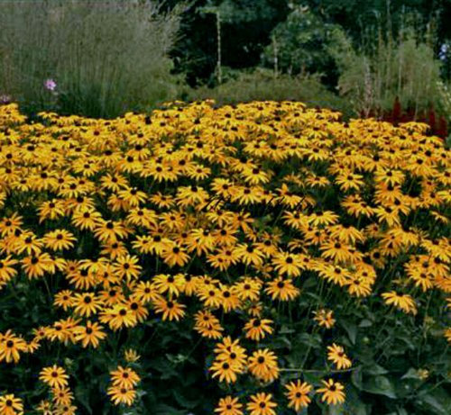 Staudenkulturen Wauschkuhn Rudbeckia fulgida sullivantii 'Goldsturm' - Sonnenhut - Staude im 9cm Topf