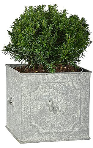zeitzone Pflanztopf Quadratisch Löwenkopf Pflanzkübel Eisen Grau Patiniert 24cm