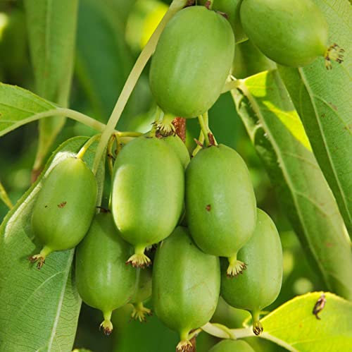 Actinidia Issai Selbstfruchtbar 1L Garten Pflanze mit Schönen Blüten - Die Perfekte Dekoration für Ihr Grundstück - Für Anfänger und Professionelle Gärtner - Leckeres und Gesundes Obst