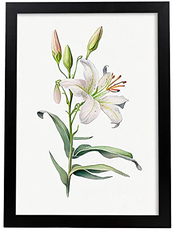 Nacnic Lilie Poster im nordischen Stil. Botanik Illustrationen mit Blumen und Pflanzen im Wasserfarbe. Innenarchitektur und Dekoration. A4.