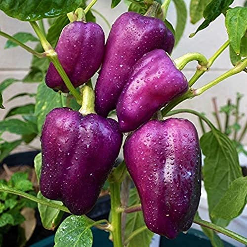 Haloppe 30 Pz Semi di Peperone Dolce per la Piantagione del Giardino Domestico, Semi di Peperone Dolce Viola Giardino Bonsai Piante Orticole Non OGM Semi Di Peperone