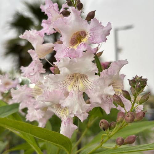 AMDGarden Pianta di Chitalpa Pink Dawn Fiore Trombetta Rosa per Esterni h 100 cm in Vaso 18 cm
