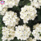 Seltene Variety! 100 PC/bag Verbene hybride Samen Staude Pflanze vergossen Haus & Garten 95% Keimungrate Bonsai Blume 5