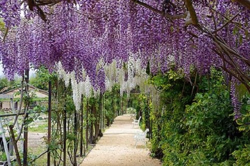 50 Seeds-Absolutely Hardy, Fast-Growing, Chinese Wisteria, Wisteria sinensis !! by Pretty Wild Seeds