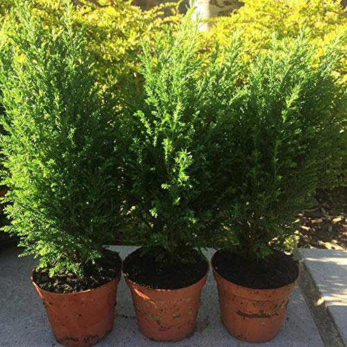 Nano conifera pianta sempreverde 3 per £ 8,99 25cm circa 3-4' In 10 Yr 3.5 Pot