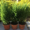 Nano conifera pianta sempreverde 3 per £ 8,99 25cm circa 3-4' In 10 Yr 3.5 Pot