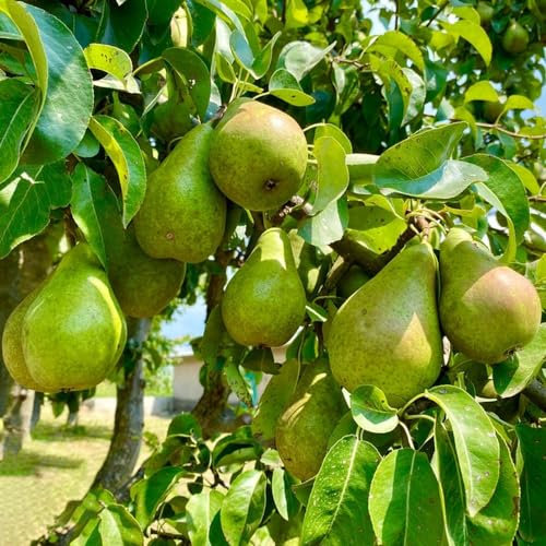 30 pcs birnenbaum winterhart säulen samen, birnen baum, säulen obstbäume, pflanze, birnbaum kaufen (Pyrus sorotina) säulenobst winterhart, samen garten pflanzen, alte sorten saatgut