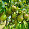30 pcs birnenbaum winterhart säulen samen, birnen baum, säulen obstbäume, pflanze, birnbaum kaufen (Pyrus sorotina) säulenobst winterhart, samen garten pflanzen, alte sorten saatgut