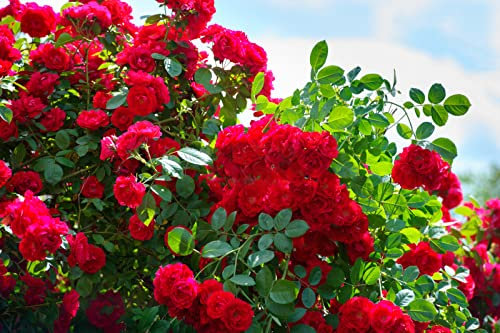 Rote Rosen Samen, 200+ Stück, Winterharte Mehrjährige Gartenblumen, Nicht-GMO Rosensamen für Garten