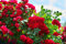 Rote Rosen Samen, 200+ Stück, Winterharte Mehrjährige Gartenblumen, Nicht-GMO Rosensamen für Garten