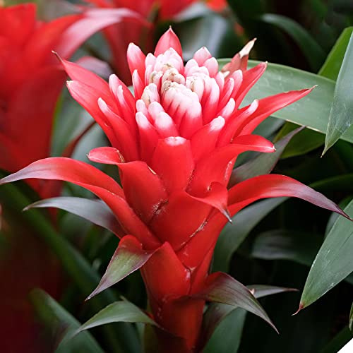 Guzmania Hope Bromelie Zimmerpflanze | Exotische immergrüne blühende Indoor Pflanze | Zimmerpflanze für Homeoffice Küche (40-50 cm inkl. Topf)