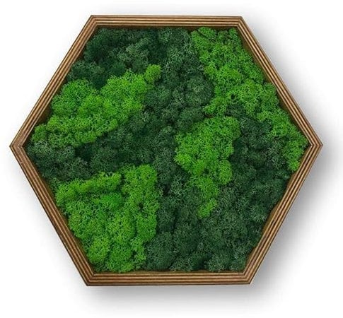 LoveLasy Bicolor Moos Wandbild Hexagon für Haus und Büro, Moosbild (oak frame, middle)