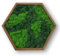 LoveLasy Bicolor Moos Wandbild Hexagon für Haus und Büro, Moosbild (oak frame, middle)