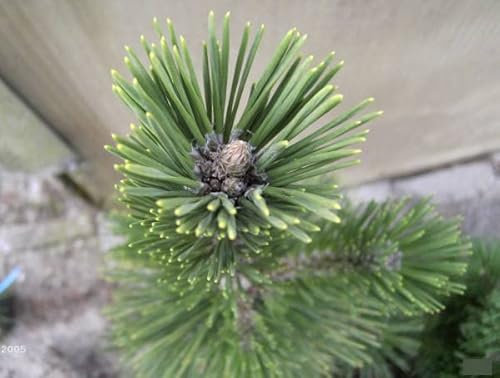 Pinus thunbergii - japanische Schwarzkiefer 30-40