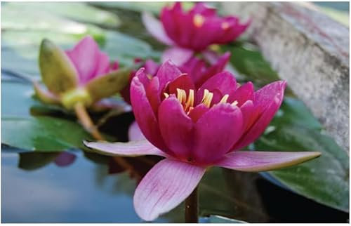 Lincolnshire Pond Plants Ltd - Pygmaea Rubra Water Lily - Pond Plants - DW10-Potted