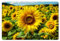 KitchenYeah© Platzsets Abwaschbar 6-Teilig 45x30 cm Tischsets Platzdeckchen Platzset Unterlage Tischset Esstisch Edle Tischunterlage Placemat Sonnenblume - Gelb - Natur - Blumen