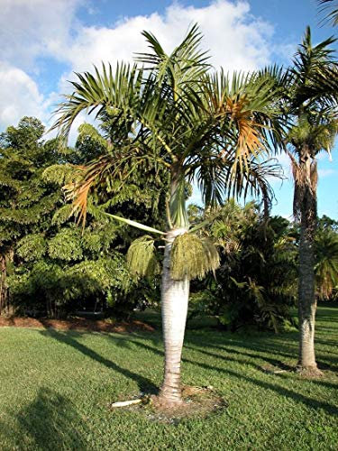 Palm mandrino - Hyophorbe Verschaffeltii - 10 semi freschi - Bottiglia Tropical Palm:Seeds Only